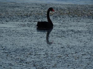 How perfect is this? A beautiful Black Swan swimming along with its reflection