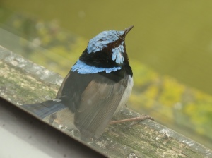 My favourite photo of a male Superb Blue Wren, unfortunately affected by reflection from the glass, swamp, window sill