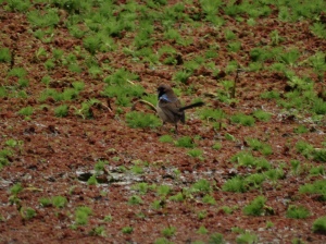 One of several Superb Fairy Wrens bouncing around on the surface of the river