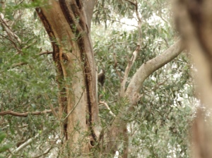 Not a great photo, but a fascinating few species of bird that run vertically up the tree feeding on insects on the bark
