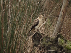 Whistling Kite sitting on a rock taking in the surroundings after a meal of something gorey!