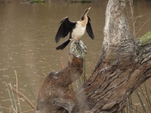 As you can see from the river, it had started to drizzle again...not sure how dry his wings are going to get!